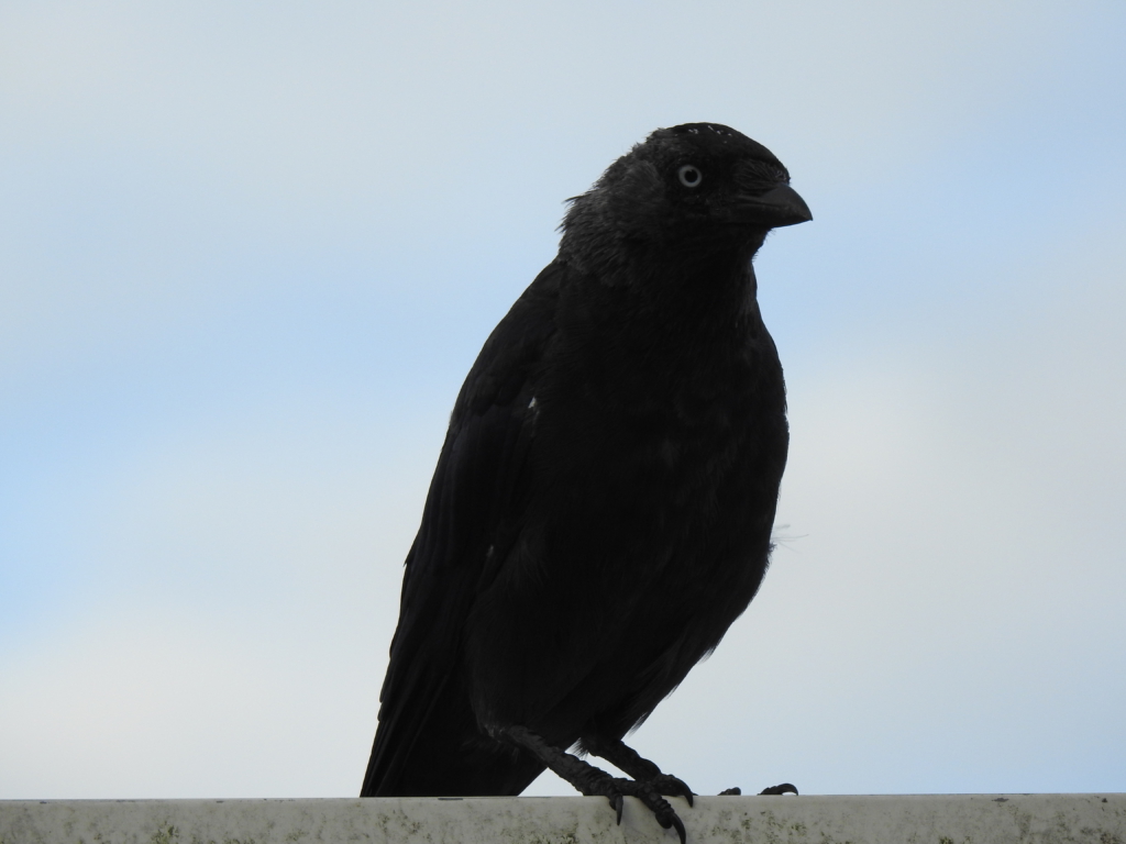 DSCN3836